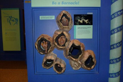 barnacle